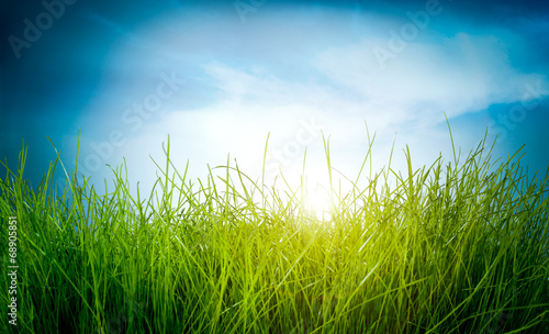 Photo: Spring green grass Spring green grass