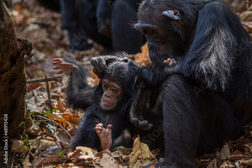 Photo: Mother and infant chimpanzee in natural habitat Mother and infant chimpanzee in natural habitat