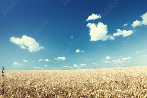 Photo: wheat field and sunny day wheat field and sunny day