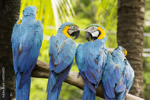 Fototapeta group of Macaws on the tree