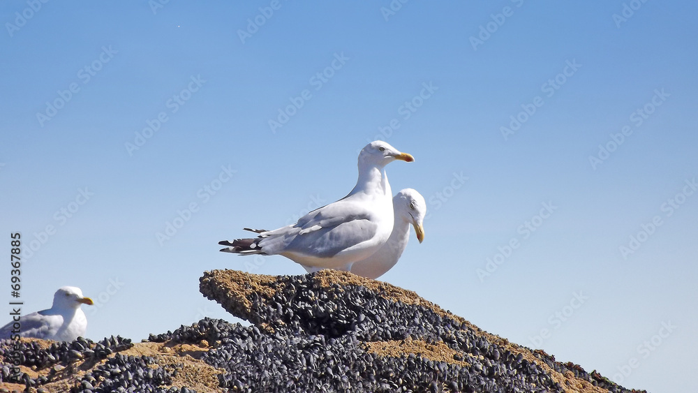 1000_F_69367885_9LNXQa02f514mF0FjkZlHV5Ah8NX5cL4.jpg
