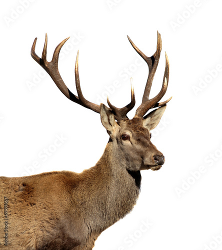Deer isolated on white - 69391637
