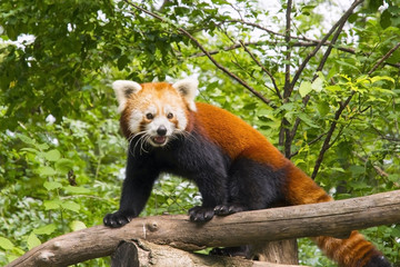 ... its brand new shiny web trader powered by the panda ts forex trading