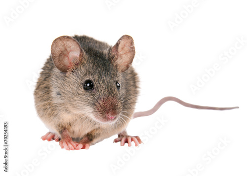 Field Mouse. isolated. striped field mouse - 70254493