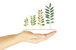 Hand holding tree arranged as a green graph Hand holding tree arranged as a green graph