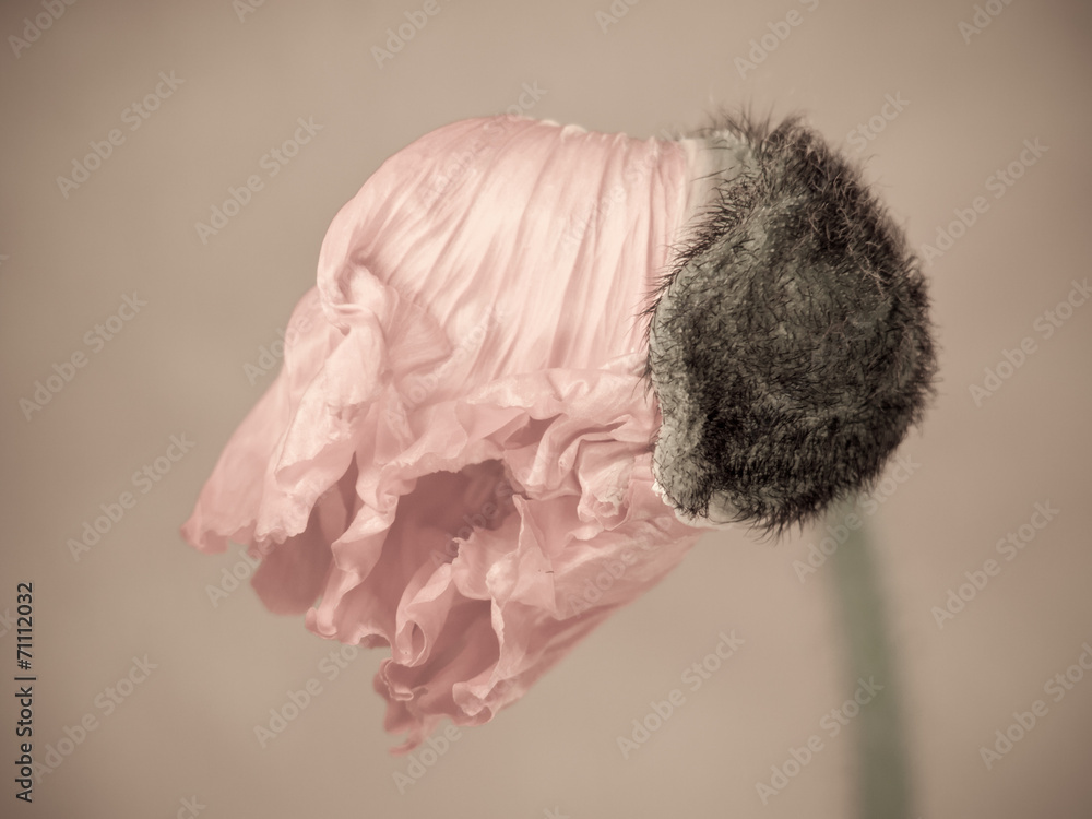 poppy  flower (171) (papaver)
