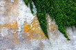 Old concrete wall with the green ivy Old concrete wall with the green ivy