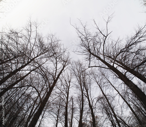 Fototapeta crown trees