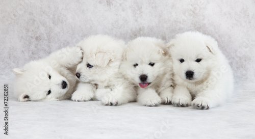One month old Samoyed puppies