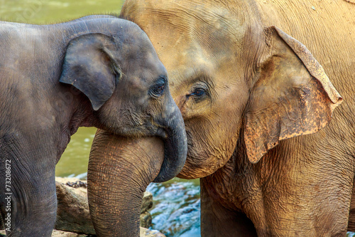 elephant and baby elephant - 73208672