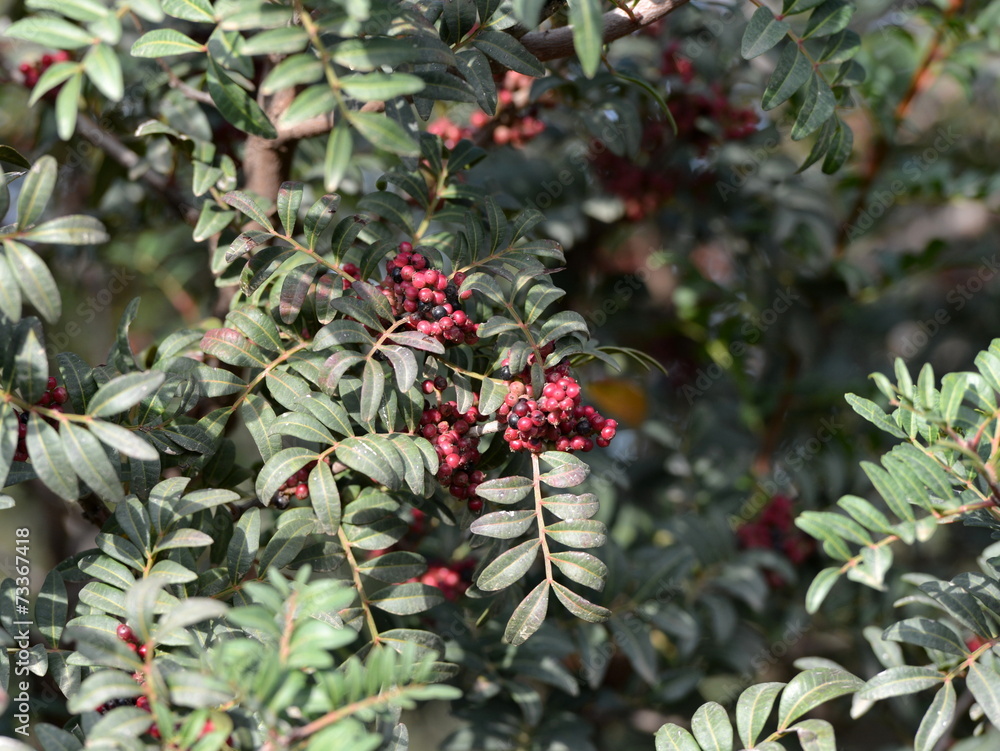 1000_F_73367418_sN9O3dOcV2YJuwoC5lEbIBbOfvlPwfLe.jpg