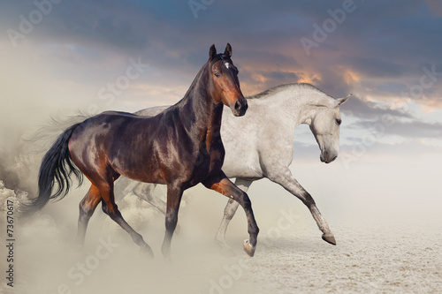  Group of two horse run on desert against beautiful sky