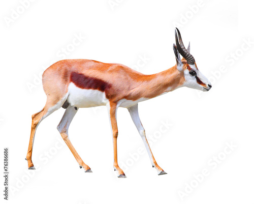 The Springbok Antelope (Antidorcas marsupialis). - 76386686