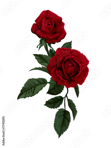 Beautiful red rose isolated on white.