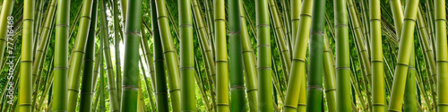 Fototapeta Dense Bamboo Jungle