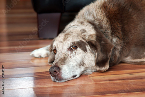Old dog resting indoors - 79092277