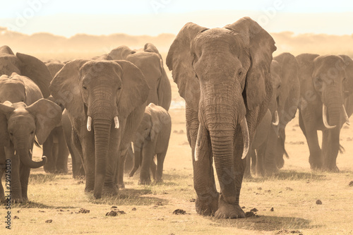 Obraz na płótnie Loxodonta africana, African bush elephant.