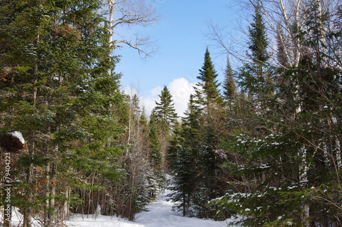 Winter forest landscape - 79404223