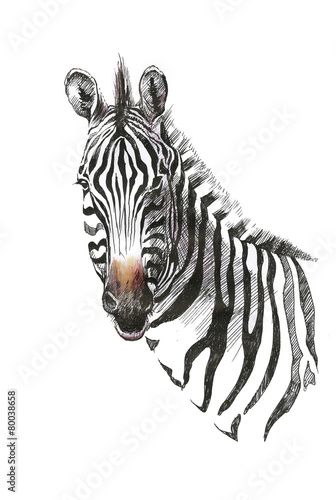 Obraz w ramie Watercolor zebra isolated on white background