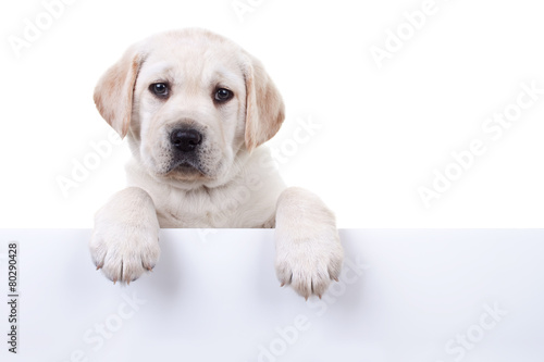 Foto: Puppy dog holding sign or banner isolated Puppy dog holding sign or banner isolated