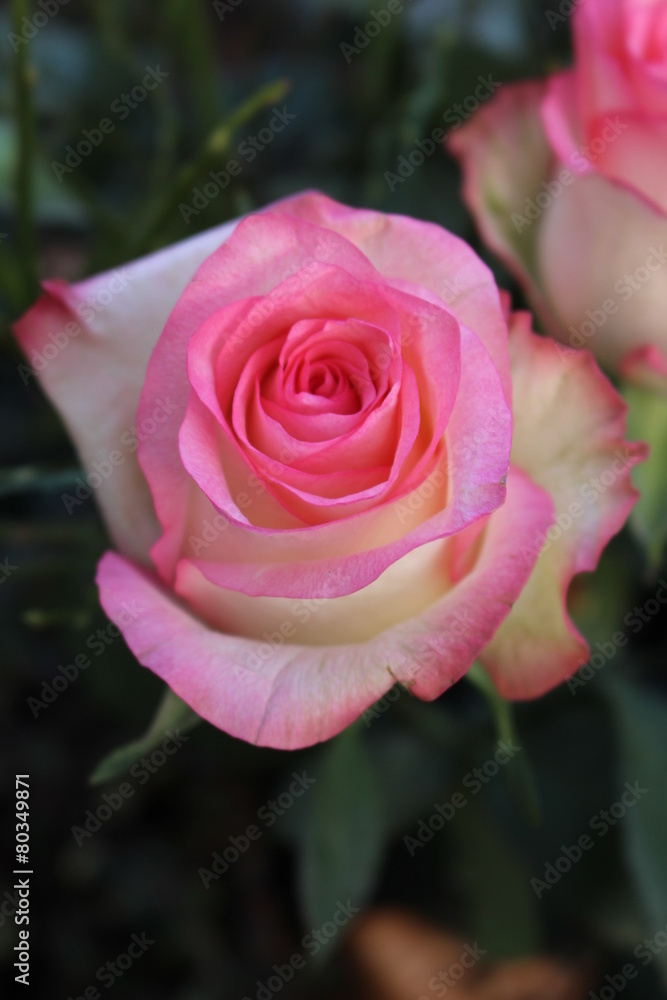 roses