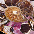 extinct marine invertebrate, ammonite extinct marine invertebrate, ammonite