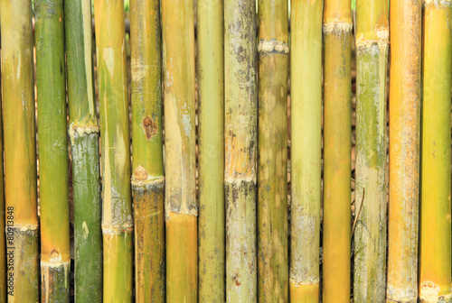  Green bamboo wall texture or background