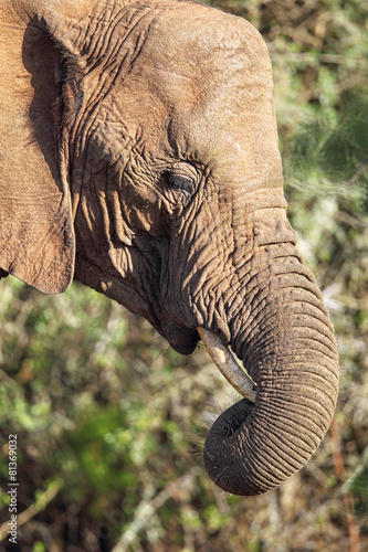 Afrikanischer Elefant (Loxodonta africana) - 81369032