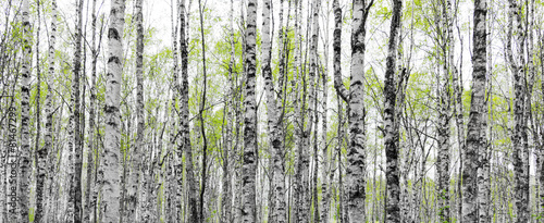  Forest with trunks of birch trees