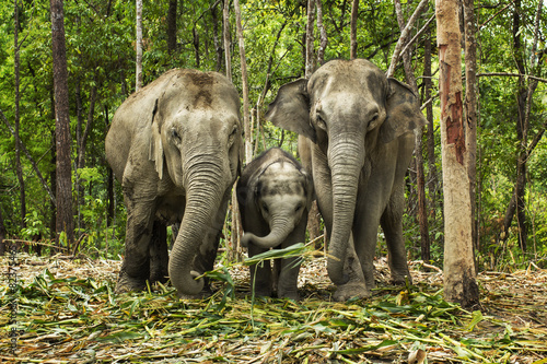 Group of elephant jungle in Thailand - 82375465