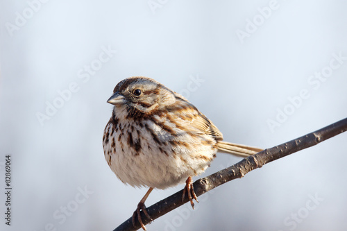 Song sparrow on branch - 82869064