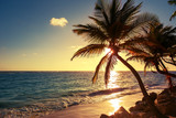 Palm tree on the tropical beach