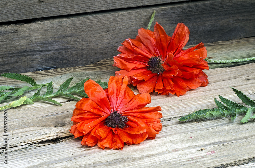 Poppy flowers