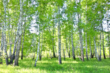 birch forest