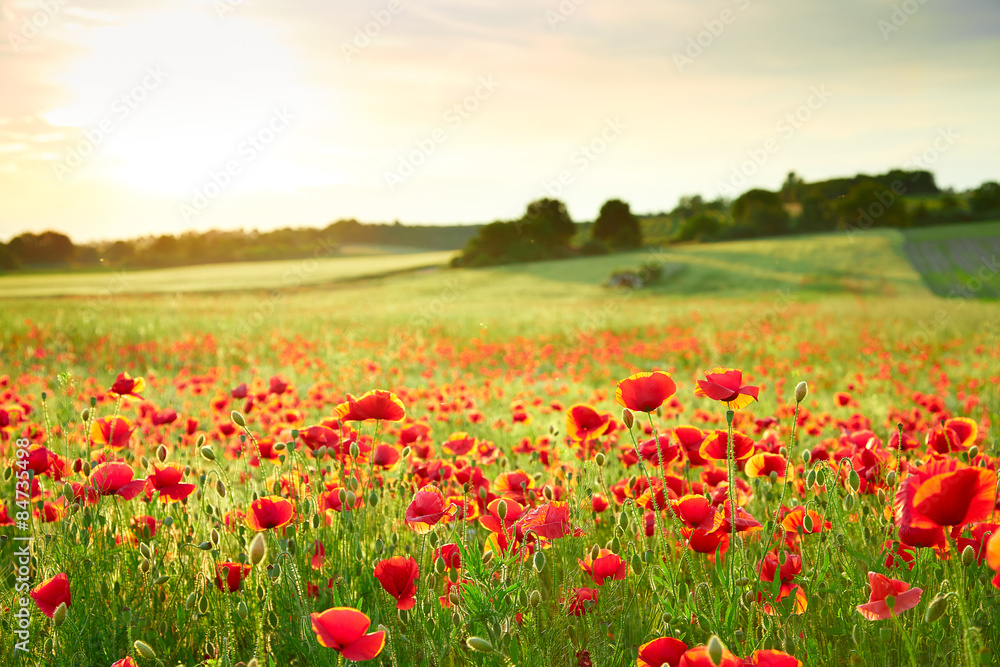 Close up poppy field