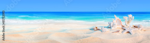 seashells on seashore - beach holiday background