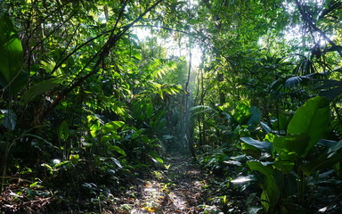 Footpath in the jungle of Costa Rica
