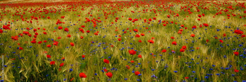 Getreidefeld mit Mohnblumen, Kornblumen