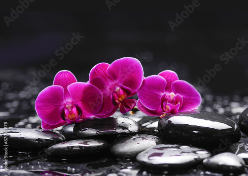 Fototapeta Pink orchid and stones