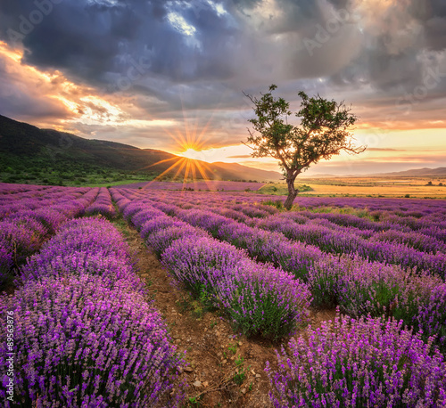 Fototapeta Stunning landscape with lavender field at sunrise
