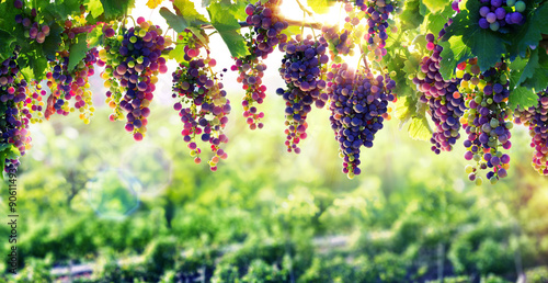 Viticulture The Sun That Ripens The Grapes
