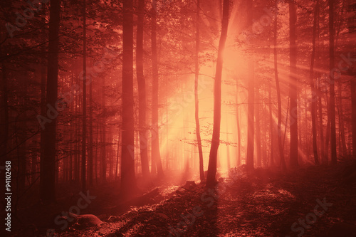 Fototapeta Marsala red color creepy light in foggy forest landscape. Halloween Holiday colored forest scene.