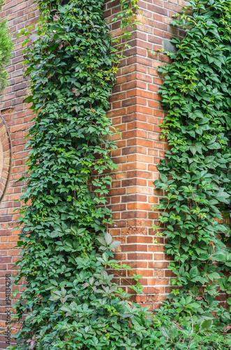 Old red brick wall overgrown with ivy