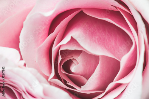 Fototapeta Pink Rose Flower with shallow depth of field and focus the centre of rose flower