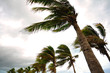 Palm tree at the hurricane, Blur leaf cause windy and heavy rain Palm tree at the hurricane, Blur leaf cause windy and heavy rain