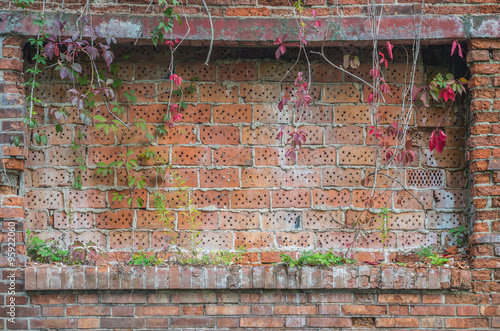 Old red brick wall overgrown with ivy