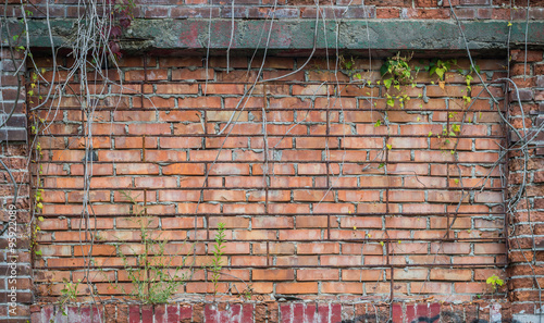 Old red brick wall overgrown with ivy