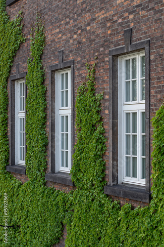 Old red brick building overgrown with ivy, Wawel Castle, Krakow, Poland