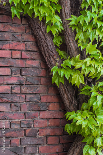 Red brick wall overgrown with old ivy