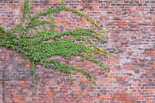 Old red brick wall overgrown with ivy